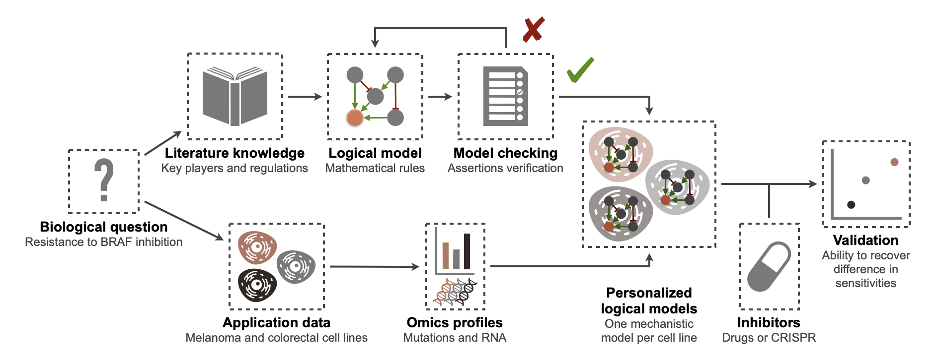 BRAF modeling flowchart: from a biological question to validated personalized logical models. Logical models are written with MaBoSS, and the checking model procedure is therefore provided in the same formalism. Cell line data are taken from Cell Model Passports (Meer et al. 2019).