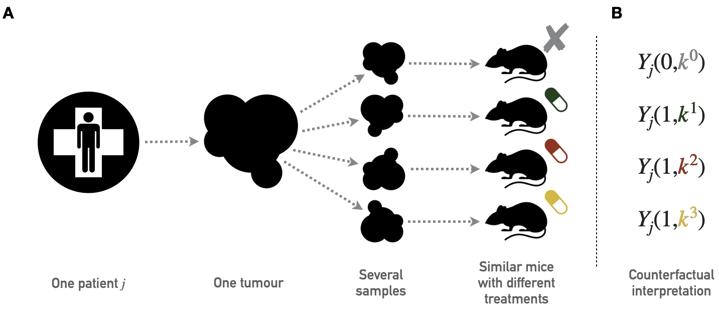 Principles of PDX screening. (A) Schematic pipeline for PDX screening with tumor biopsies from one patient divided in several pieces later implanted in similar immunodeficient mice. Each mouse is then treated with a different drug; the collection of mice that have received tumor samples from the same patient but have been treated with different drugs therefore gives access to several outcomes for the same tumor of origin. (B) Corresponding counterfactual variables.