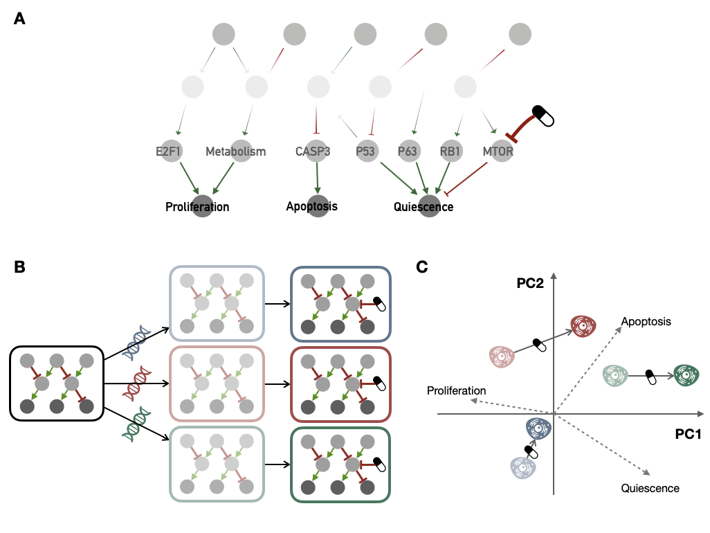 Schematic extension of PROFILE-personalized logical models to drug investigation. (A) Schematic representation of a logical model of cancer molecular networks, in particular the one described in appendix B.2 and used in the next subsection. (B) Sequential pipeline for drug response investigation with PROFILE, starting from a generic logical model, then transformed into several personalized models with different molecular profiles (correspondong to several cell lines); these models are finally simulated with a defined drug inhibition. (C) A possible analysis of the predictions of personalized models obtained from the generic model described in (A); a PCA is computed based on the final phenotype scores from personalized model, it allows to interpret biologically how the models represent cell lines (e.g., more or less proliferative) and especially what impact of treatment they predict (e.g., decrease Proliferation or increase Apoptosis).