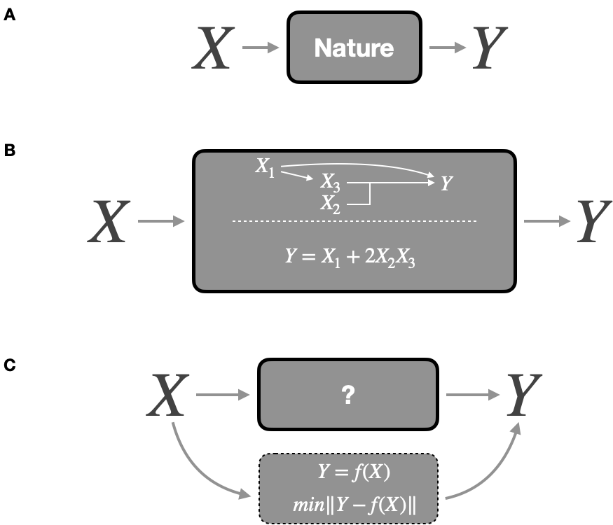 Different modeling strategies. (A) Data generation from predictors \(X\) to response \(Y\) in the natural phenomenon. (B) Mechanistic modeling defining mechanisms of data generation inside the box. (C) Statistical modeling finding the function \(f\) that gives the best predictions. Adapted from Breiman (2001b).