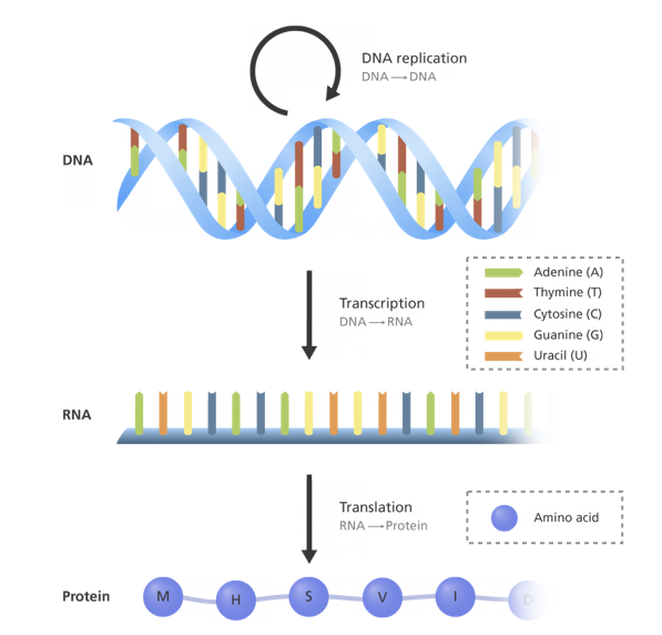 Chapter 2 Cancer as deregulation of complex machinery | From the ...