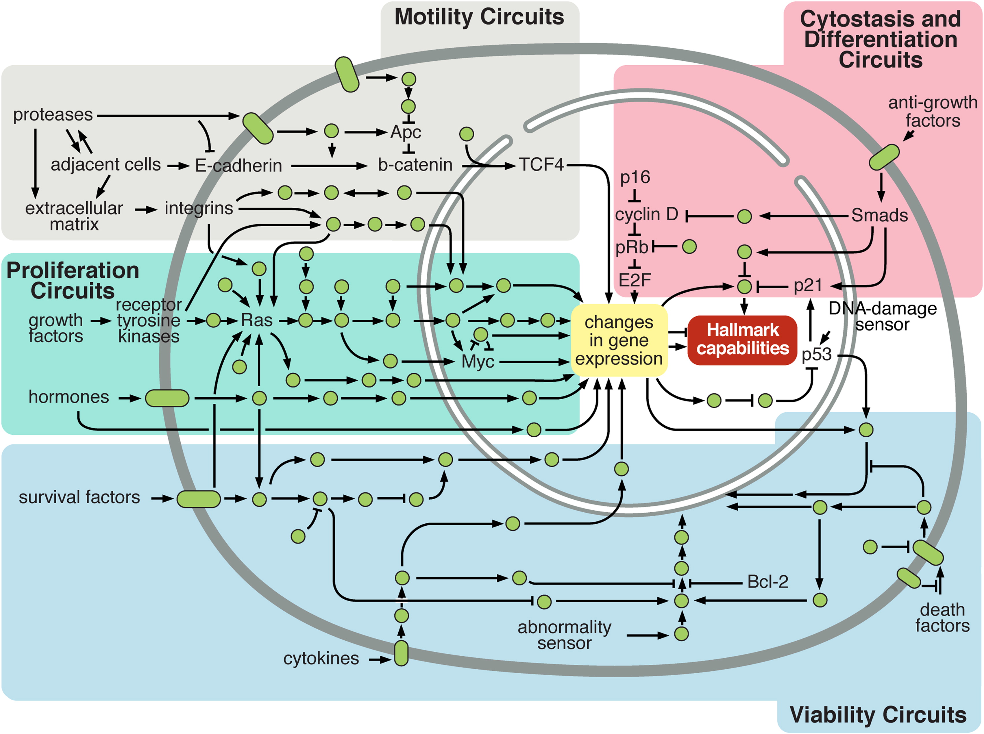 Simplistic representation of cellular circuitry. Normal cellular circuit sand sub-circuits (identified by colours) can be reprogrammed to regulate hallmark capabilities within cancer cells. Reprinted from Hanahan and Weinberg (2011).