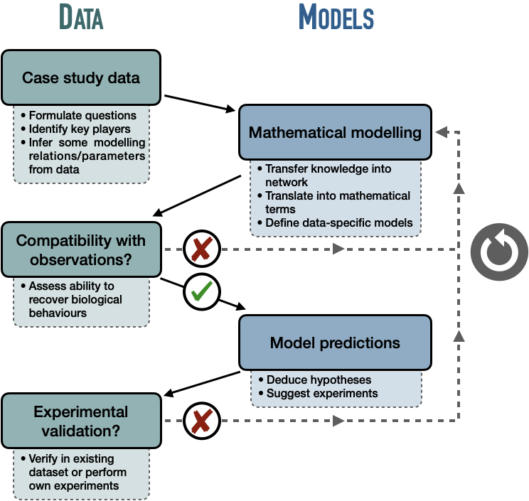 Modeling a biological network: an iterative and cyclical process. Reprinted from (Béal, Rémy, and Calzone 2020). A different and simpler version of this cycle is described in (Le Novere 2015).