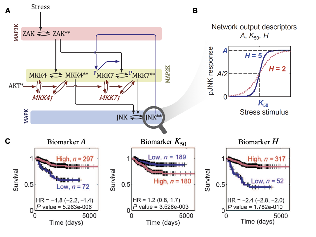 Mechanistic modeling of JNK pathway and survival of neuroblastoma patients, as described by Fey et al. (2015). (A) Schematic representation (as a process description (Le Novere 2015)) for the ODE model of JNK pathway. (B) Response curve (phosphorylated JNK) as a function of the input stimulus (Stress) and characterization of the corresponding sigmoidal function with maximum amplitude \(A\), Hill exponent \(H\) and activation threshold \(K_{50}\). (C) Survival curves for neuroblastoma patients based on binarized \(A\), \(K_{50}\) and \(H\); binarization thresholds having been defined based on optimization screening on calibration cohort.