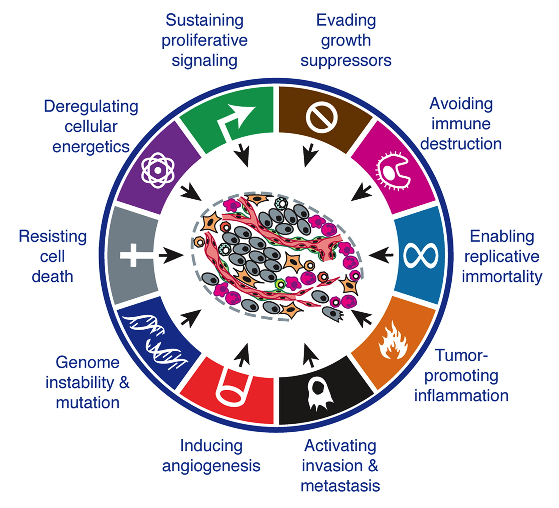 Hallmarks of cancer. The different biological capabilities acquired by cancer cells. Adapted from Hanahan and Weinberg (2011).