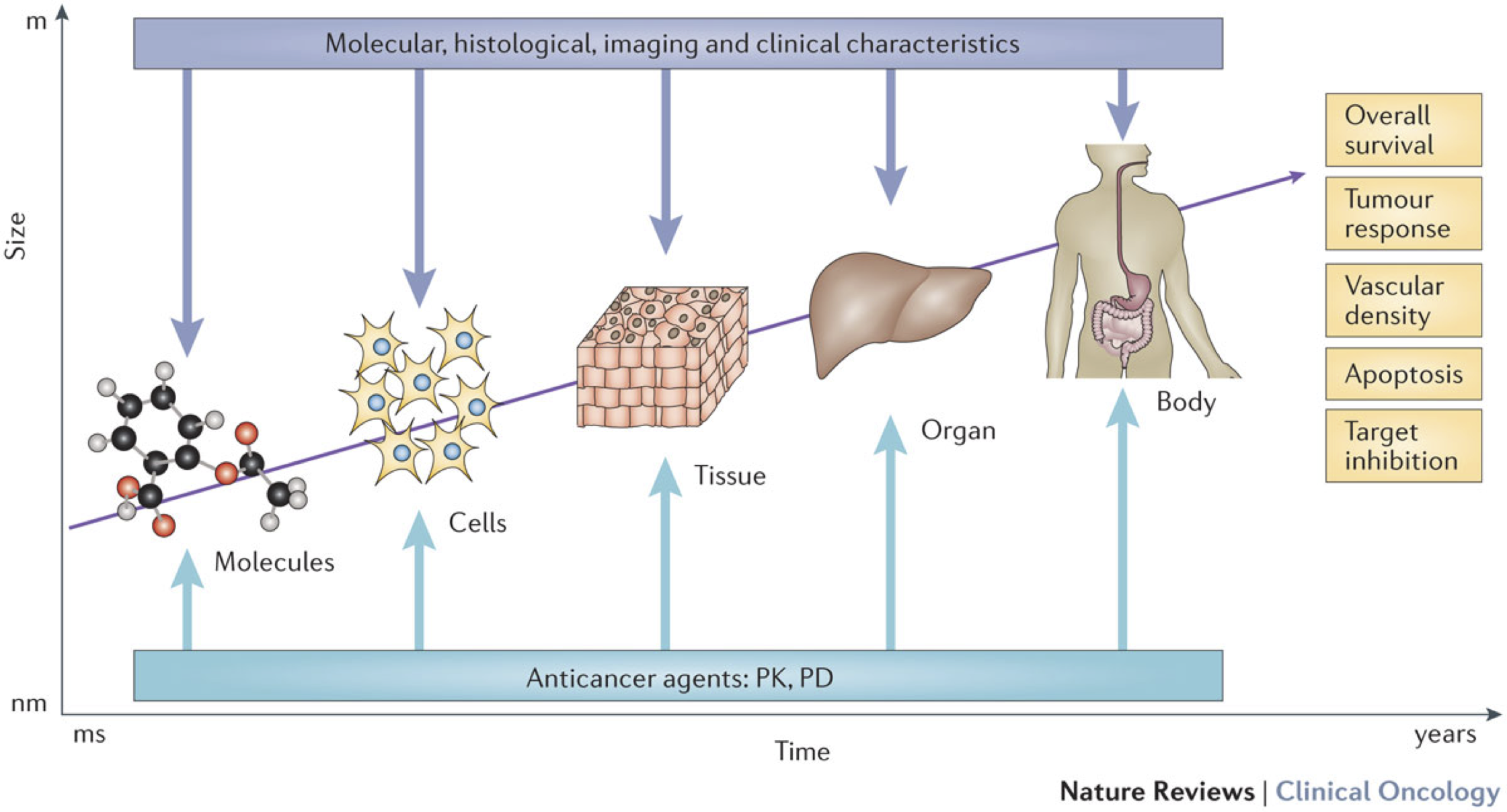 The different scales of cancer modeling. Cancer can be approached at different scales, from molecules to organs, using different data (dark blue), but often with the direct or indirect objective of contributing to the study of clinically interpretable phenomena (yellow boxes), in particular by studying the influence of anticancer agents (pale blue). Reprinted from Barbolosi et al. (2016).