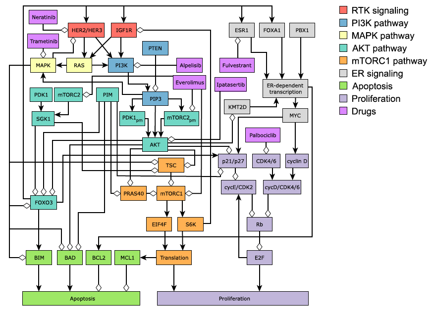 Network model of oncogenic signal transduction in ER+ breast cancer, including some drugs and their targets. Reprinted from Zañudo, Scaltriti, and Albert (2017).