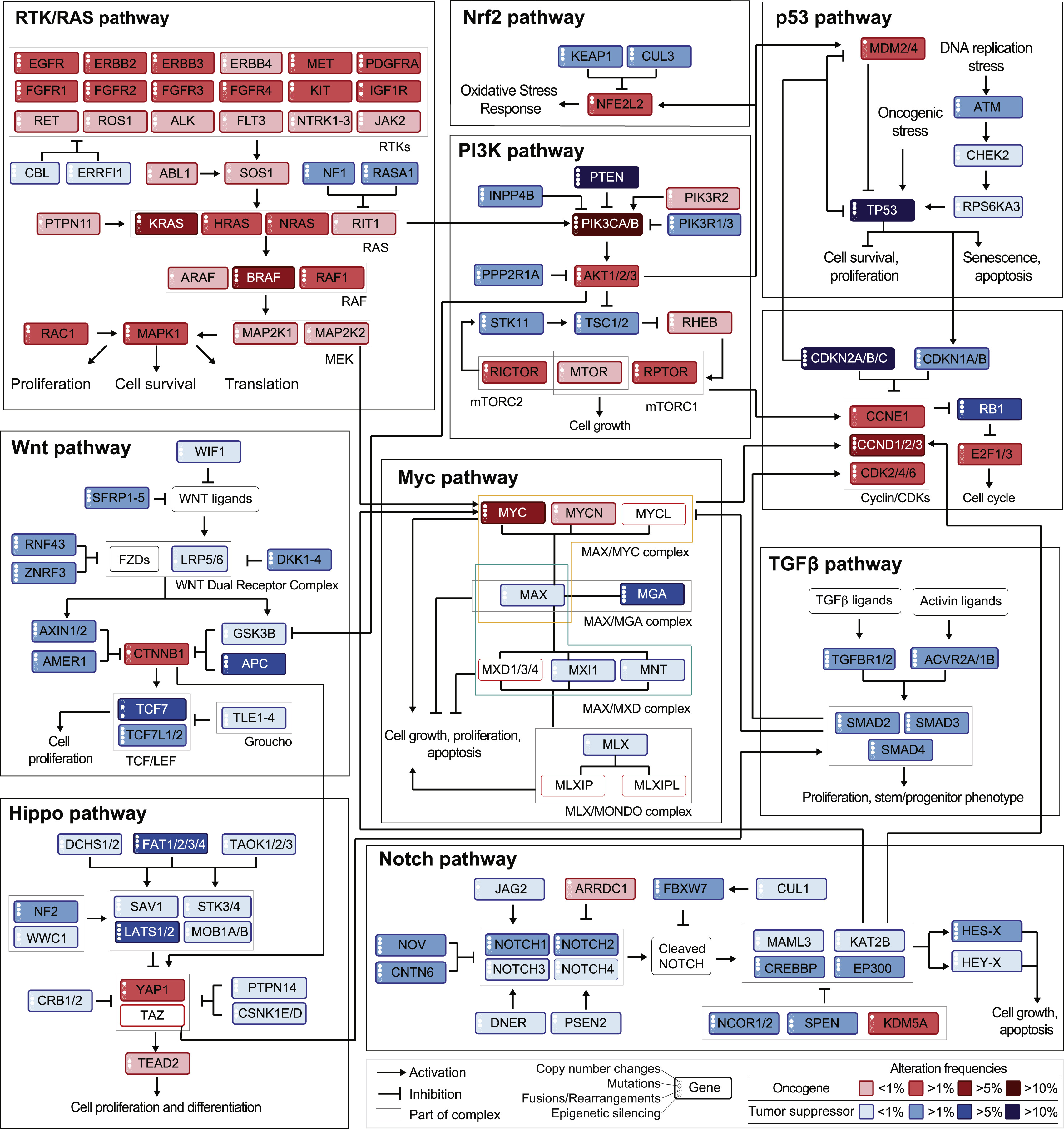 Genetic alterations frequencies from TCGA data mapped on a schematic signaling network. Frequencies of alteration per pathway and tumor types as summarized in Pan-cancer analyses from TCGA data. Reprinted from Sanchez-Vega et al. (2018).