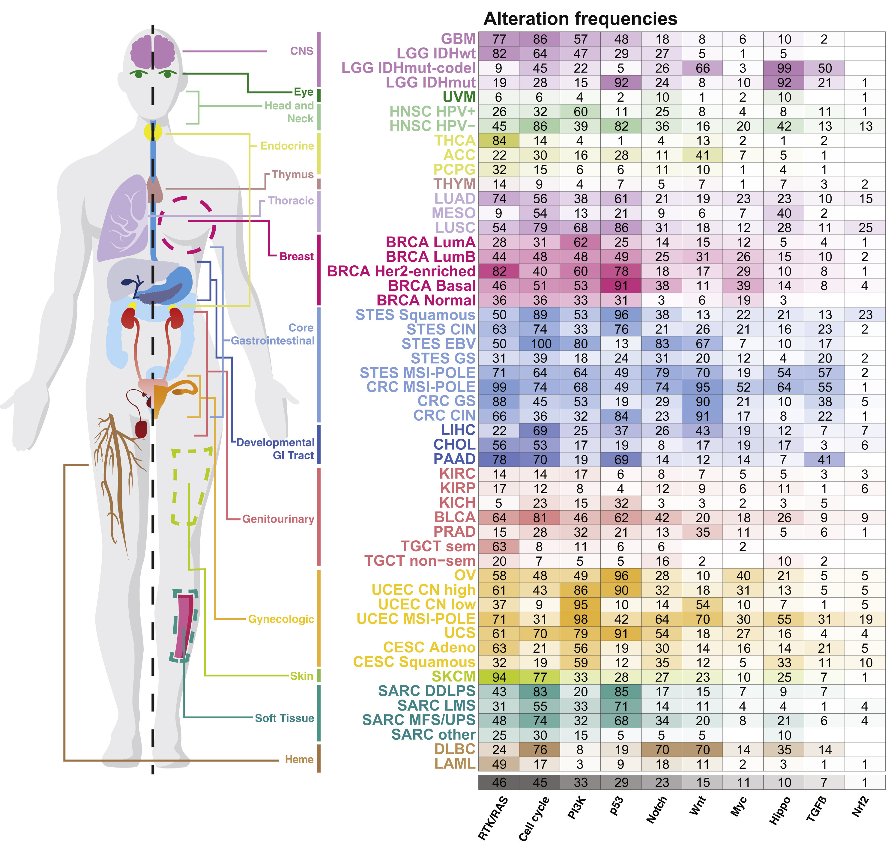 Genetic alterations frequencies for cancer types from TCGA data. Frequencies of alteration per pahway and tumor types as summaried in Pan-cancer analyses from TCGA data. Reprinted from Sanchez-Vega et al. (2018).