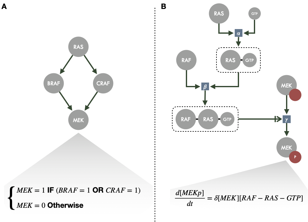 Schematic example of logical and ODE modeling around MAPK signaling. (A) Activity flow diagram of a small part of MAPK signaling, each node representing a gene or protein, with an example of logical rule for MEK node for the corresponding logical model. (B) Process description of the same diagram with BRAF and CRAF merged in RAF for the sake of simplicity; each square representing a reaction and the corresponding rate; an example differential equation is provided for the phosphorylated (active) form of MEK.